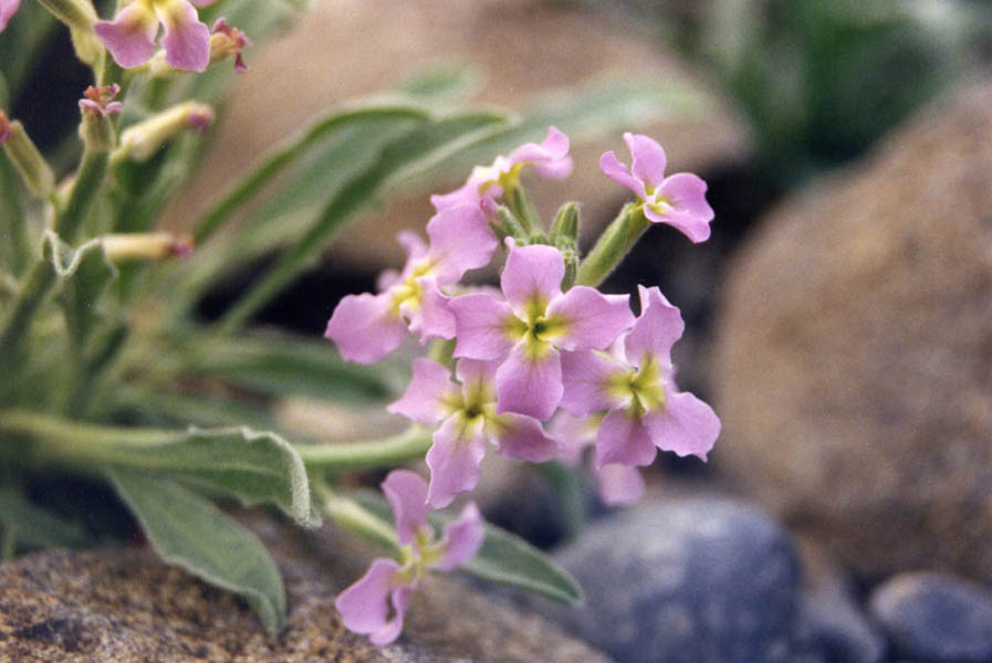 Matthiola fruticulosa ssp perennis en fleurs sur les dunes fixées des côtes méditerranéennes